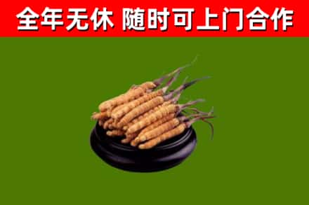 温州烟酒回收冬虫夏草.jpg
