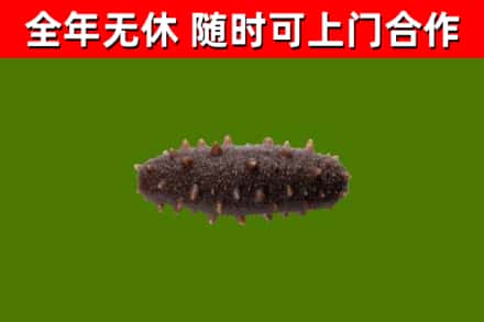温州烟酒回收干海参.jpg